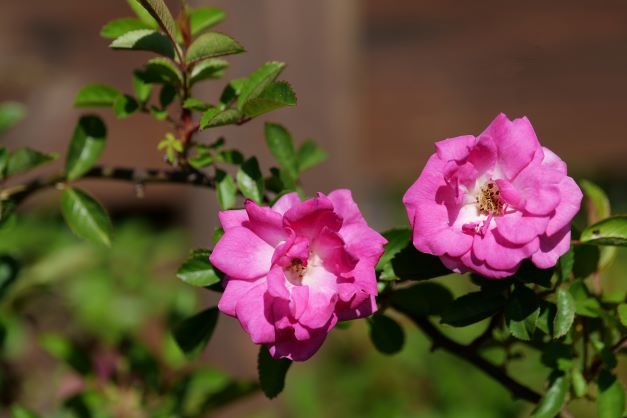 Closeup of pink Peggy Martin roses.